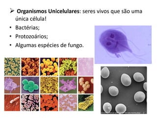  Organismos Unicelulares: seres vivos que são uma
  única célula!
• Bactérias;
• Protozoários;
• Algumas espécies de fungo.
 