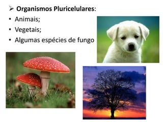  Organismos Pluricelulares:
• Animais;
• Vegetais;
• Algumas espécies de fungo
 