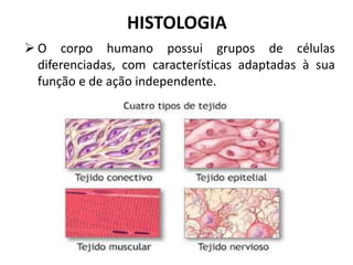HISTOLOGIA
 O corpo humano possui grupos de células
  diferenciadas, com características adaptadas à sua
  função e de ação independente.
 