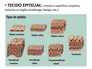 • TECIDO EPITELIAL: reveste a superfície corpórea,
inclusive os órgãos (estômago, bexiga, etc.).
 