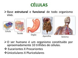 CÉLULAS
 Base estrutural e funcional de todo organismo
  vivo.




 O ser humano é um organismo constituído por
  aproximadamente 10 trilhões de células.
 Eucariontes X Procariontes
Unicelulares X Pluricelulares
 