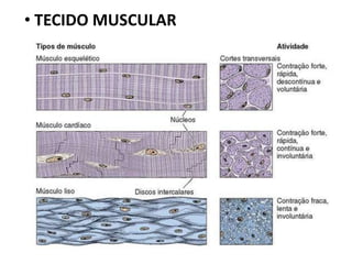 • TECIDO MUSCULAR
 