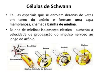Células de Schwann
• Células especiais que se enrolam dezenas de vezes
  em torno do axônio e formam uma capa
  membranosa, chamada bainha de mielina.
• Bainha de mielina: isolamento elétrico - aumenta a
  velocidade de propagação do impulso nervoso ao
  longo do axônio.
 