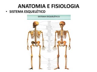 ANATOMIA E FISIOLOGIA
• SISTEMA ESQUELÉTICO
 