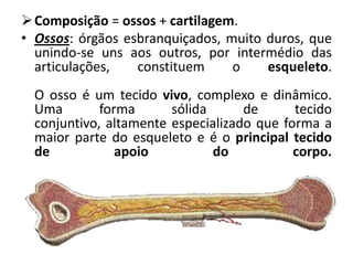 Composição = ossos + cartilagem.
• Ossos: órgãos esbranquiçados, muito duros, que
  unindo-se uns aos outros, por intermédio das
  articulações,   constituem     o    esqueleto.
  O osso é um tecido vivo, complexo e dinâmico.
  Uma        forma      sólida      de      tecido
  conjuntivo, altamente especializado que forma a
  maior parte do esqueleto e é o principal tecido
  de            apoio          do           corpo.
 