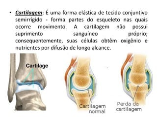 • Cartilagem: É uma forma elástica de tecido conjuntivo
  semirrígido - forma partes do esqueleto nas quais
  ocorre movimento. A cartilagem não possui
  suprimento              sanguíneo            próprio;
  consequentemente, suas células obtêm oxigênio e
  nutrientes por difusão de longo alcance.
 