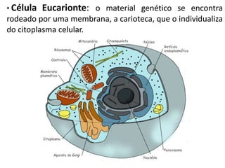 • Célula   Eucarionte: o material genético se encontra
rodeado por uma membrana, a carioteca, que o individualiza
do citoplasma celular.
 