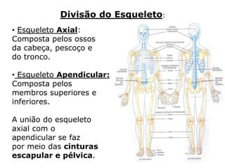 Divisão do Esqueleto:
• Esqueleto Axial:
Composta pelos ossos
da cabeça, pescoço e
do tronco.

• Esqueleto Apendicular:
Composta pelos
membros superiores e
inferiores.

A união do esqueleto
axial com o
apendicular se faz
por meio das cinturas
escapular e pélvica.
 