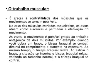 • O trabalho muscular:
- É graças à contratilidade dos músculos que os
  movimentos se tornam possíveis.
- No caso dos músculos estriados esqueléticos, os ossos
  atuam como alavancas e permitem a efetivação do
  movimento.
- Às vezes, o movimento é possível graças ao trabalho
  antagônico de dois músculos. Por exemplo: quando
  você dobra um braço, o bíceps braquial se contrai,
  diminui no comprimento e aumenta na espessura. Ao
  mesmo tempo, o tríceps braquial relaxa. Ao esticar o
  braço, a situação se inverte: o bíceps braquial relaxa,
  voltando ao tamanho normal, e o tríceps braquial se
  contrai.
 