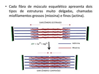 • Cada fibra de músculo esquelético apresenta dois
  tipos de estruturas muito delgadas, chamadas
  miofilamentos grossos (miosina) e finos (actina).
 