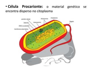 • Célula Procarionte: o material genético se
encontra disperso no citoplasma
 