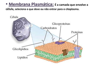 • Membrana Plasmática: É a camada que envolve a
célula, seleciona o que deve ou não entrar para o citoplasma.
 