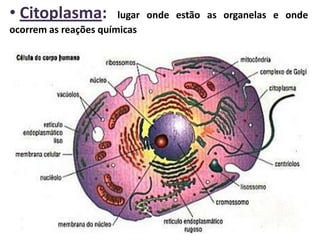• Citoplasma:          lugar onde estão as organelas e onde
ocorrem as reações químicas
 