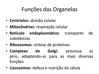 Funções das Organelas
• Centríolos: divisão celular
• Mitocôndrias: respiração celular
• Retículo endoplasmático: transporte de
  substâncias
• Ribossomos: síntese de proteínas
• Complexo       de     Golgi:   processa as
  ptns, adaptando-as para as mais diversas
  funções
• Lisossomos: defesa e nutrição da célula
 