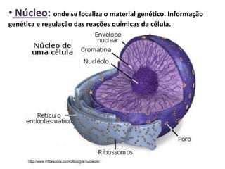 • Núcleo: onde se localiza o material genético. Informação
genética e regulação das reações químicas da célula.
 