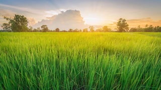 Aula 1 - O que é forragicultura.pptx