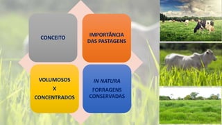 IMPORTÂNCIA
DAS PASTAGENS
CONCEITO
VOLUMOSOS
X
CONCENTRADOS
IN NATURA
FORRAGENS
CONSERVADAS
 