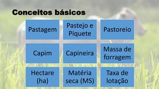 Pastagem
Pastejo e
Piquete
Pastoreio
Capim Capineira
Massa de
forragem
Hectare
(ha)
Matéria
seca (MS)
Taxa de
lotação
Conceitos básicos
 