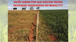 VOCÊS SABEM POR QUE EXISTEM TANTAS
PASTAGENS DEGRADADAS NO BRASIL????
 