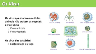Os vírus que atacam as células
animais não atacam as vegetais,
e vice-versa
o Vírus animais
o Vírus vegetais
Os vírus das bactérias:
o Bacteriófago ou fago
 