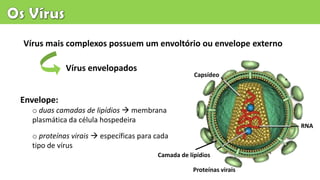 Vírus mais complexos possuem um envoltório ou envelope externo
Vírus envelopados
Envelope:
o duas camadas de lipídios  membrana
plasmática da célula hospedeira
o proteínas virais  específicas para cada
tipo de vírus
Capsídeo
RNA
Camada de lípídios
Proteínas virais
 