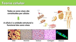 Todos os seres vivos são
constituídos por células
A célula é a unidade estrutural e
funcional dos seres vivos
 