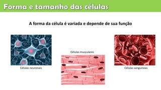 A forma da célula é variada e depende de sua função
Células neuronais
Células musculares
Células sanguíneas
 