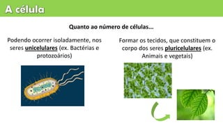 Podendo ocorrer isoladamente, nos
seres unicelulares (ex. Bactérias e
protozoários)
Formar os tecidos, que constituem o
corpo dos seres pluricelulares (ex.
Animais e vegetais)
Quanto ao número de células...
 