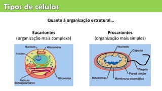 Quanto à organização estrutural...
Procariontes
(organização mais simples)
Eucariontes
(organização mais complexa)
 