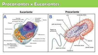 Eucarionte Procarionte
 