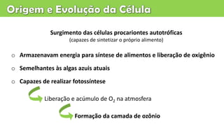 Surgimento das células procariontes autotróficas
(capazes de sintetizar o próprio alimento)
Liberação e acúmulo de O2 na atmosfera
o Armazenavam energia para síntese de alimentos e liberação de oxigênio
o Semelhantes às algas azuis atuais
o Capazes de realizar fotossíntese
Formação da camada de ozônio
 