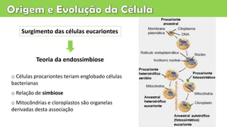 o Células procariontes teriam englobado células
bacterianas
o Relação de simbiose
o Mitocôndrias e cloroplastos são organelas
derivadas desta associação
Teoria da endossimbiose
Surgimento das células eucariontes
 
