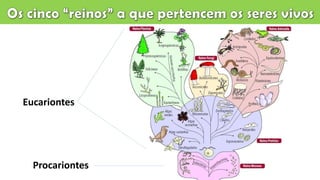 Procariontes
Eucariontes
 