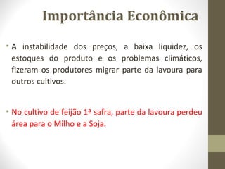 Importância Econômica 
• A instabilidade dos preços, a baixa liquidez, os 
estoques do produto e os problemas climáticos, 
fizeram os produtores migrar parte da lavoura para 
outros cultivos. 
• No cultivo de feijão 1ª safra, parte da lavoura perdeu 
área para o Milho e a Soja. 
 