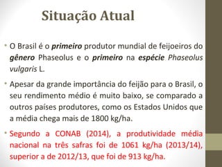 Situação Atual 
• O Brasil é o primeiro produtor mundial de feijoeiros do 
gênero Phaseolus e o primeiro na espécie Phaseolus 
vulgaris L. 
• Apesar da grande importância do feijão para o Brasil, o 
seu rendimento médio é muito baixo, se comparado a 
outros países produtores, como os Estados Unidos que 
a média chega mais de 1800 kg/ha. 
• Segundo a CONAB (2014), a produtividade média 
nacional na três safras foi de 1061 kg/ha (2013/14), 
superior a de 2012/13, que foi de 913 kg/ha. 
 