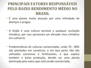 PRINCIPAIS FATORES RESPONSÁVEIS 
PELO BAIXO RENDIMENTO MÉDIO NO 
BRASIL 
• É uma planta muito atacada por uma infinidade de 
doenças e pragas; 
• O feijão é uma cultura sensível a qualquer oscilação 
climática, por isso apresenta um elevado risco climático 
em cultivá-lo. 
• Predominância de culturas consorciadas, onde 70 - 80% 
são plantados em consórcio, e em boa parte não são 
utilizados corretivos e fertilizantes, o que explica 
também a baixa produção, devido ser uma planta 
dominada pela outra que está sendo consorciada; 
 