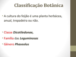 Classificação Botânica 
• A cultura do feijão é uma planta herbácea, 
anual, trepadeira ou não. 
• Classe Dicotiledonae, 
• Família das Leguminosas 
• Gênero Phaseolus 
 