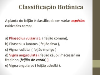 Classificação Botânica 
A planta do feijão é classificada em várias espécies 
cultivadas como: 
a) Phaseolus vulgaris L. ( feijão comum), 
b) Phaseolus lunatus ( feijão fava ), 
c) Vigna radiata ( feijão mungo ) 
d) Vigna unguiculata { feijão caupi, macassar ou 
fradinho (feijão-de-corda) } 
e) Vigna angulares ( feijão adzulki ). 
 