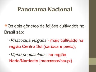Panorama Nacional 
Os dois gêneros de feijões cultivados no 
Brasil são: 
•Phaseolus vulgaris - mais cultivado na 
região Centro Sul (carioca e preto); 
•Vigna unguiculata - na região 
Norte/Nordeste (macassar/caupi). 
 