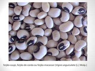 feijão-caupi, feijão-de-corda ou feijão-macassar (Vigna unguiculata (L.) Walp.) 
