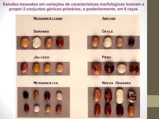 Estudos baseados em variações de características morfológicas levaram a 
propor 2 conjuntos gênicos primários, e posteriormente, em 6 raças 
 