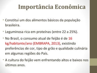 Importância Econômica 
• Constitui um dos alimentos básicos da população 
brasileira. 
• Leguminosa rica em proteínas (entre 22 a 25%). 
• No Brasil, o consumo atual de feijão é de 16 
kg/habitante/ano (EMBRAPA, 2013), existindo 
preferências de cor, tipo de grão e qualidade culinária 
em algumas regiões do País. 
• A cultura do feijão vem enfrentando altos e baixos nos 
últimos anos. 
 
