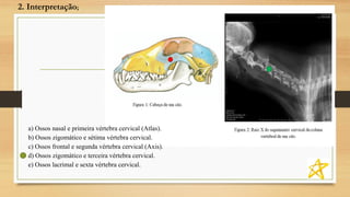 2. Interpretação;
a) Ossos nasal e primeira vértebra cervical (Atlas).
b) Ossos zigomático e sétima vértebra cervical.
c) Ossos frontal e segunda vértebra cervical (Axis).
d) Ossos zigomático e terceira vértebra cervical.
e) Ossos lacrimal e sexta vértebra cervical.
 