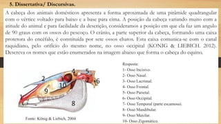 A cabeça dos animais domésticos apresenta a forma aproximada de uma pirâmide quadrangular
com o vértice voltado para baixo e a base para cima. A posição da cabeça variando muito com a
atitude do animal e para facilidade da descrição, consideramos a posição em que ela faz um angulo
de 90 graus com os ossos do pescoço. O crânio, a parte superior da cabeça, formando uma caixa
protetora do encéfalo, é constituída por sete ossos chatos. Esta caixa comunica-se com o canal
raquidiano, pelo orifício do mesmo nome, no osso occipital (KONIG & LIEBICH. 2012).
Descreva os nomes que estão enumerados na imagem abaixo que forma o cabeça do equino.
5. Dissertativa/ Discursivas.
Fonte: König & Liebich, 2004
Resposta:
1- Osso Incisivo.
2- Osso Nasal.
3- Osso Lacrimal.
4- Osso Frontal.
5- Osso Parietal.
6- Osso Occipital.
7- Osso Temporal (parte escamosa).
8- Osso Mandibular.
9- Osso Maxilar.
10- Osso Zigomático.
 