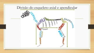 Divisão do esqueleto axial e apendicular
 