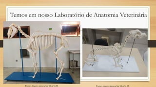 Temos em nosso Laboratório de Anatomia Veterinária
Fonte: Arquivo pessoal de Silva M.M. Fonte: Arquivo pessoal de Silva M.M.
 
