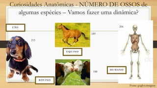 Curiosidades Anatômicas - NÚMERO DE OSSOS de
algumas espécies – Vamos fazer uma dinâmica?
189
188
215
206
CÃO
EQUINO
BOVINO
HUMANO
Fonte: gogloo.imagens
 
