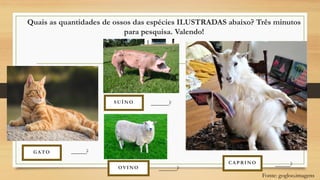 Quais as quantidades de ossos das espécies ILUSTRADAS abaixo? Três minutos
para pesquisa. Valendo!
______?
______?
_____?
_____?
GATO
SUÍNO
OVINO
CAPRINO
Fonte: gogloo.imagens
 