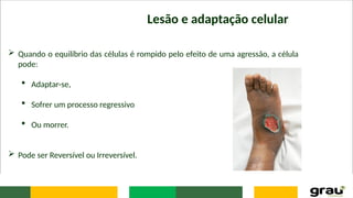 Lesão e adaptação celular
 Quando o equilíbrio das células é rompido pelo efeito de uma agressão, a célula
pode:
 Adaptar-se,
 Sofrer um processo regressivo
 Ou morrer.
 Pode ser Reversível ou Irreversível.
 