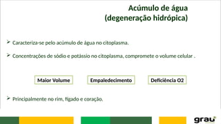 Acúmulo de água
(degeneração hidrópica)
 Caracteriza-se pelo acúmulo de água no citoplasma.
 Concentrações de sódio e potássio no citoplasma, compromete o volume celular .
Maior Volume Empaledecimento Deficiência O2
 Principalmente no rim, fígado e coração.
 